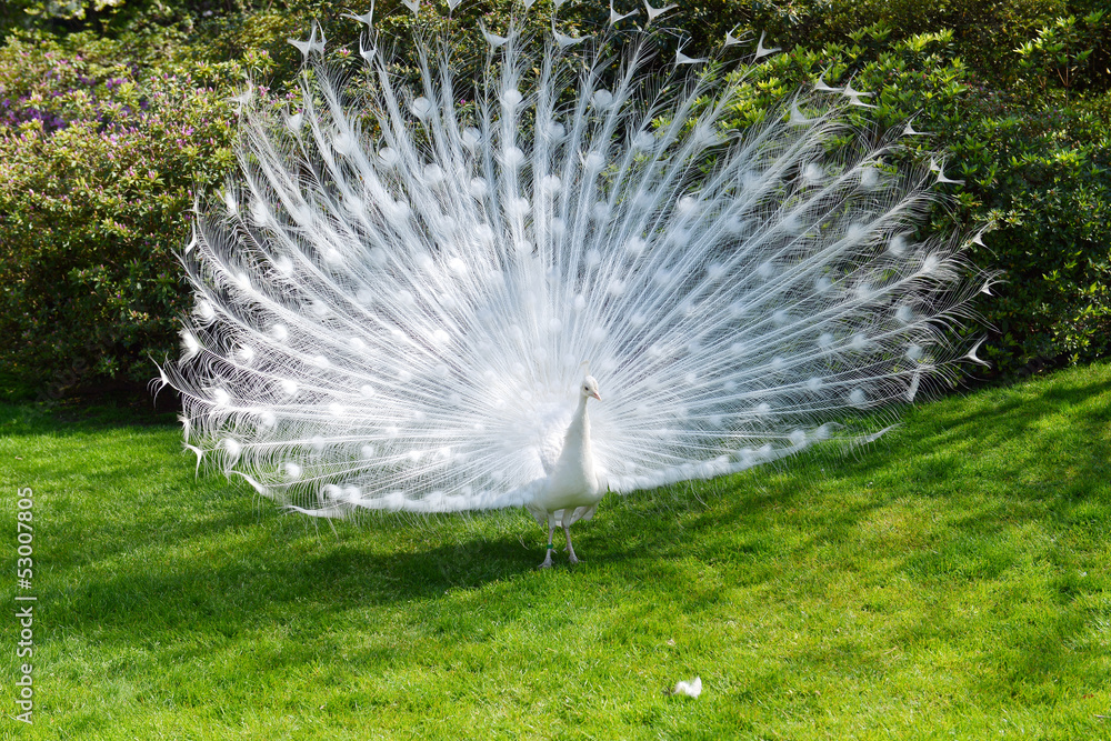 Naklejka premium white peacock with flowing tail