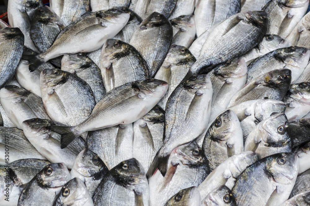 Fototapeta premium fresh fish gilthead bream
