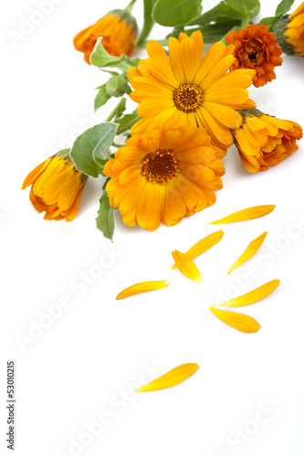 Fototapeta Naklejka Na Ścianę i Meble -  Marigold flowers, isolated on white.
