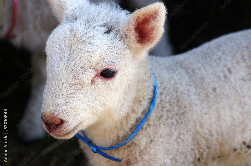 Fototapeta premium ヒツジ