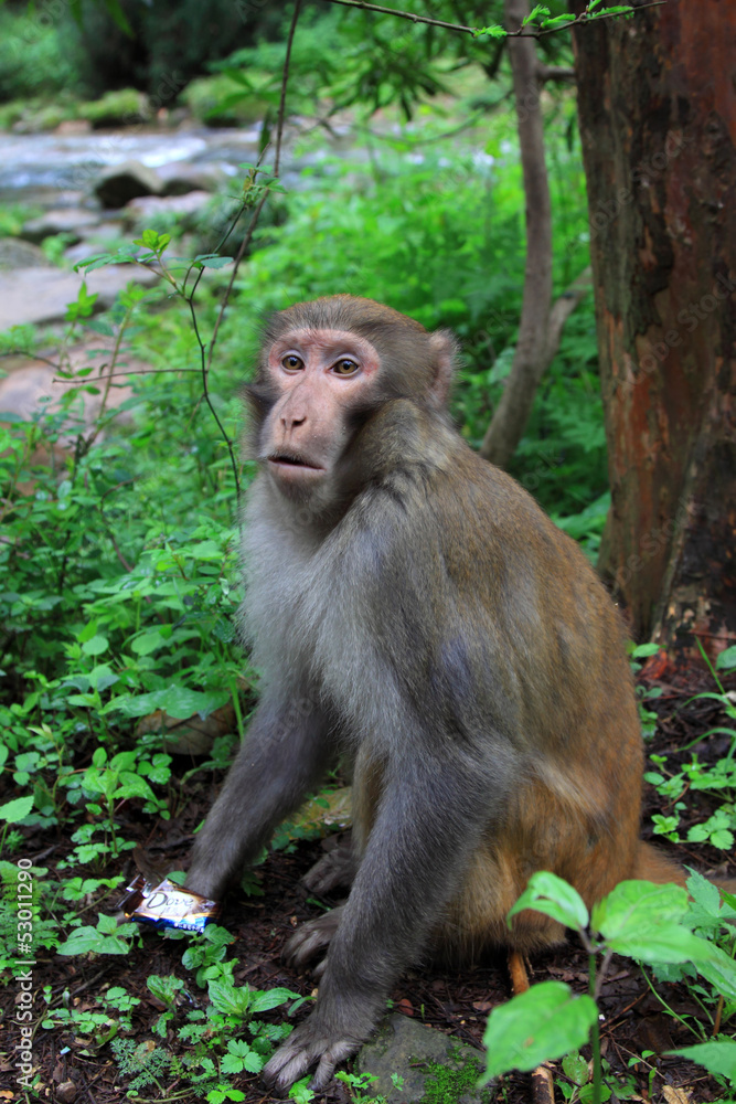 Monkey in Zhangjiajie National Geological Park Monkey in Zhangjiajie National Geological Park