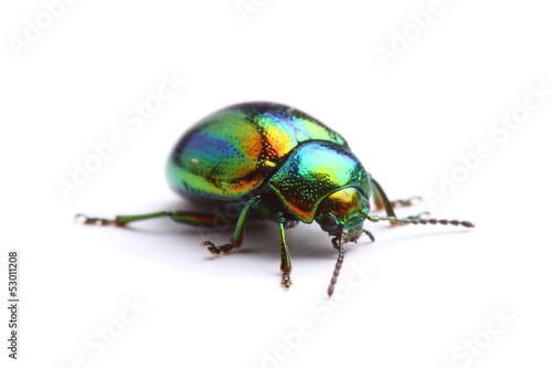 Mint Leaf Beetle (Chrysolina herbacea) isolated on white