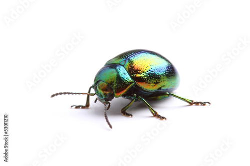 Mint Leaf Beetle (Chrysolina herbacea) isolated on white