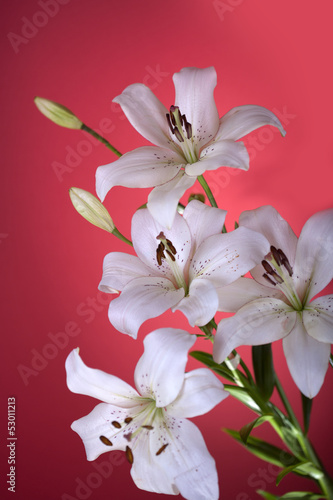 Fototapeta Naklejka Na Ścianę i Meble -  white lily isolated on red