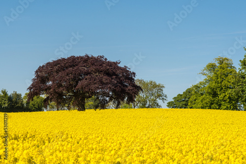 copper beech tree in field of oilseed rape