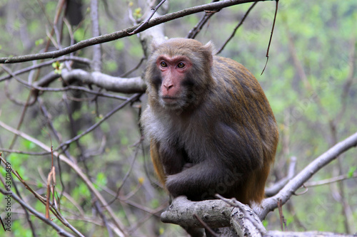 Monkey in Zhangjiajie National Geological Park
