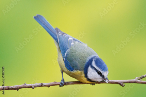 Blue tit, Parus caeruleus photo