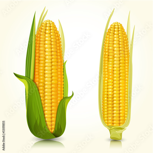Ripe corn on the cob