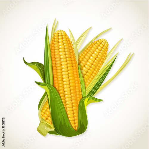 Ripe corn on the cob