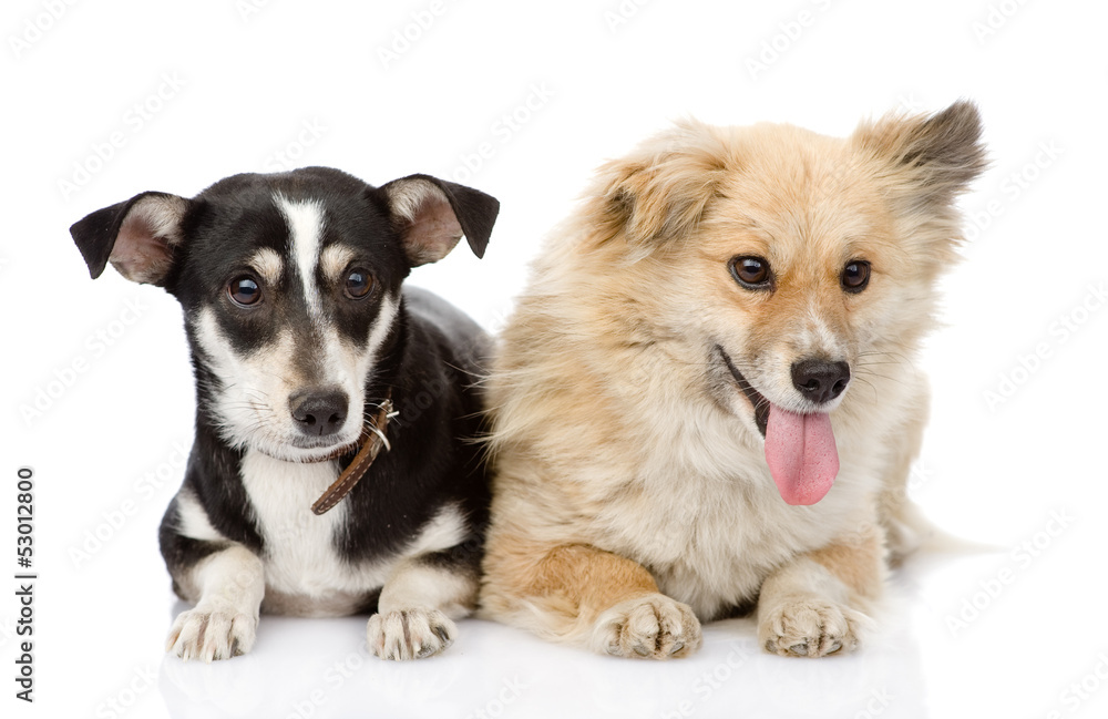 Two  dogs lying together. isolated on white background