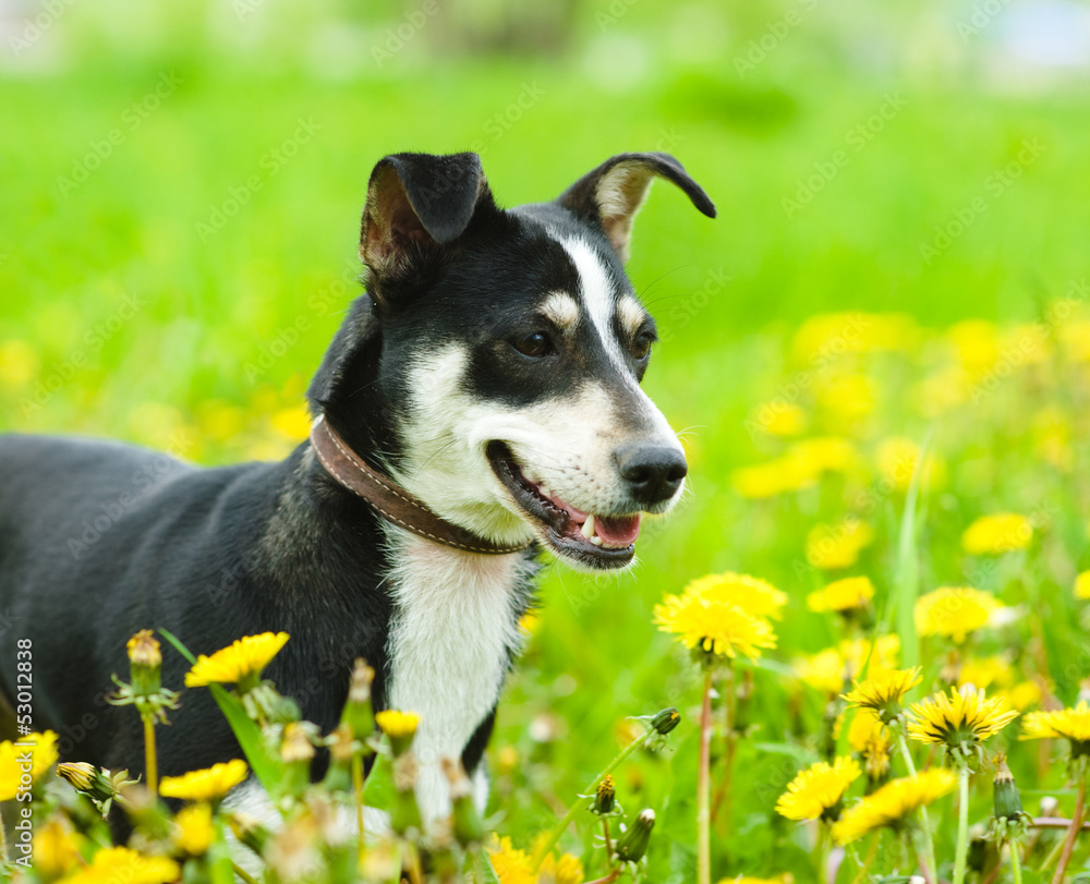 dog in flower field of yellow dandelions