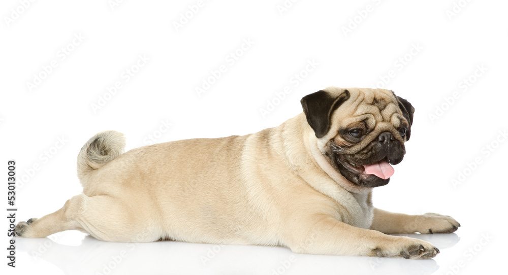 Cute pug lying. looking away. isolated on white background