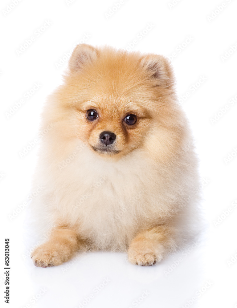 spitz puppy lying in front. isolated on white background