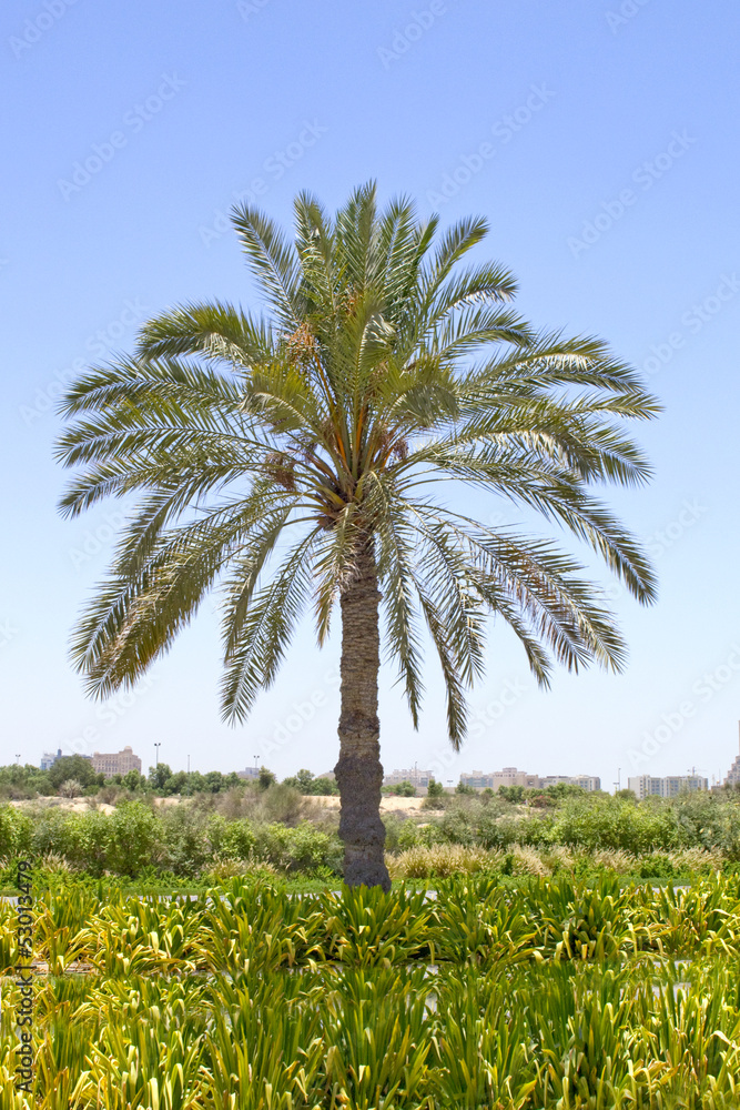 Fototapeta premium Palm tree