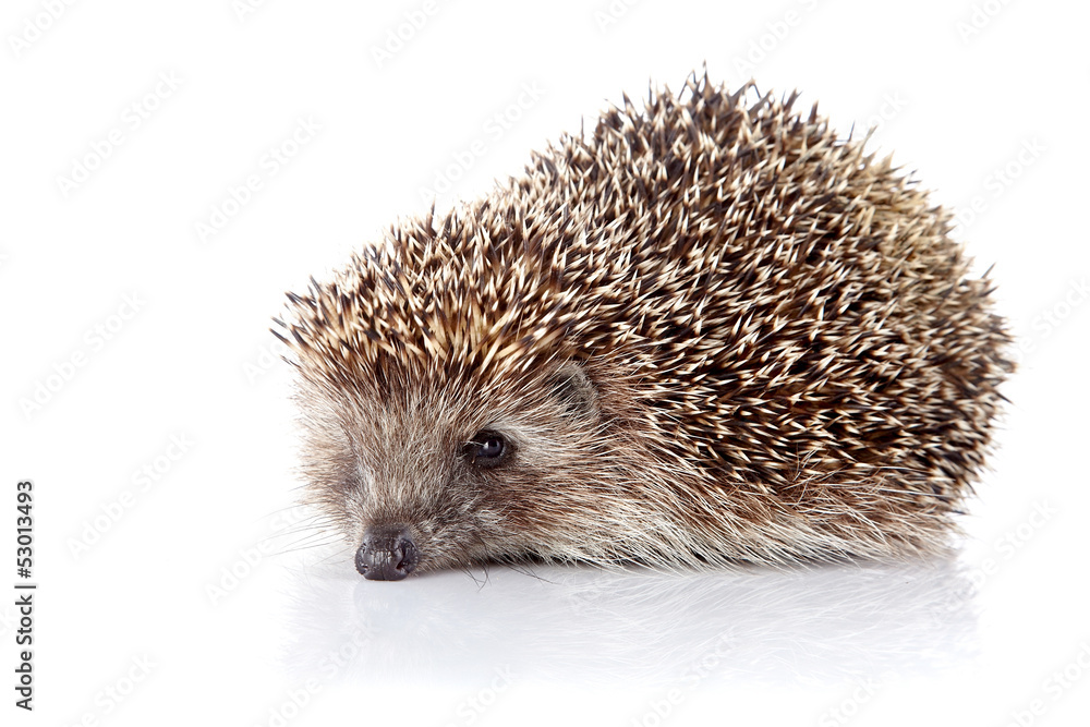 Prickly hedgehog Prickly hedgehog