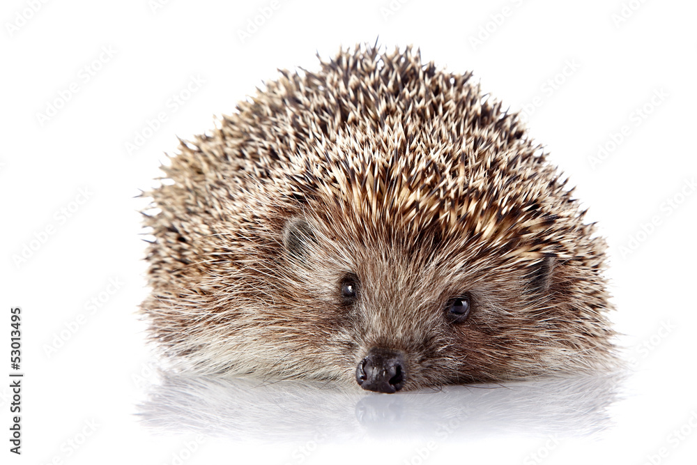 Prickly hedgehog on a white background Prickly hedgehog on a white background