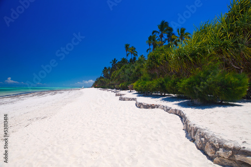 Zanzibar tropical tree at the beach