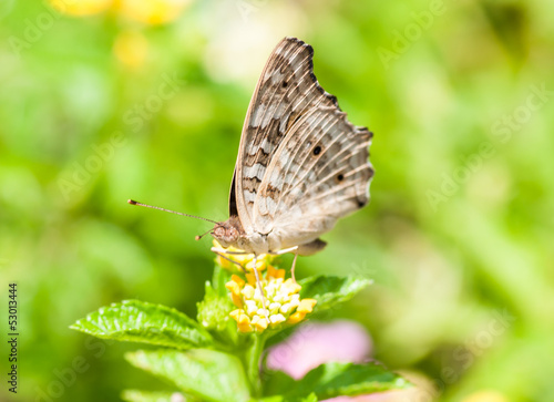 Butterfly and flower