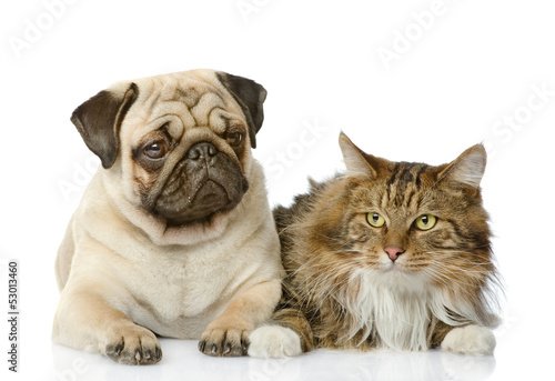 the cat lies near a dog. isolated on white background © Ermolaev Alexandr