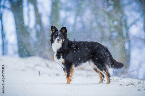 Sheltie Mix im Schnee