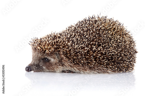 Hedgehog on a white background