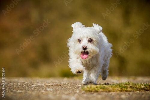 Malteser in Bewegung photo