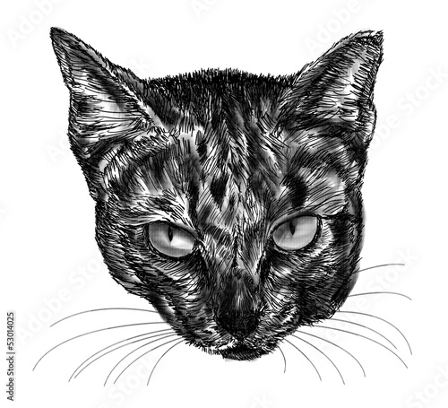 cat drawing on white background