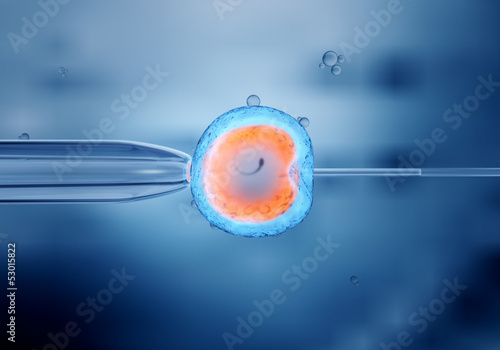 Künstliche Befruchtung einer Eizelle -  In-vitro-Fertilisation photo
