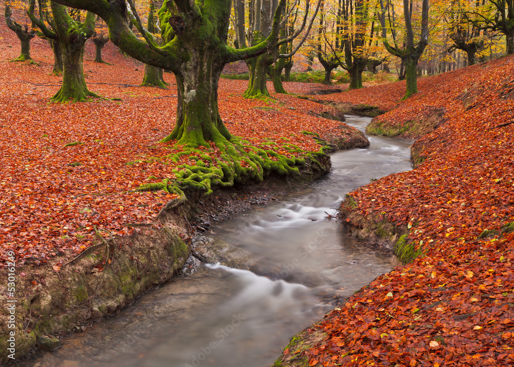 Fall in the forest