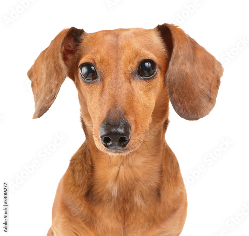 Dachshund dog