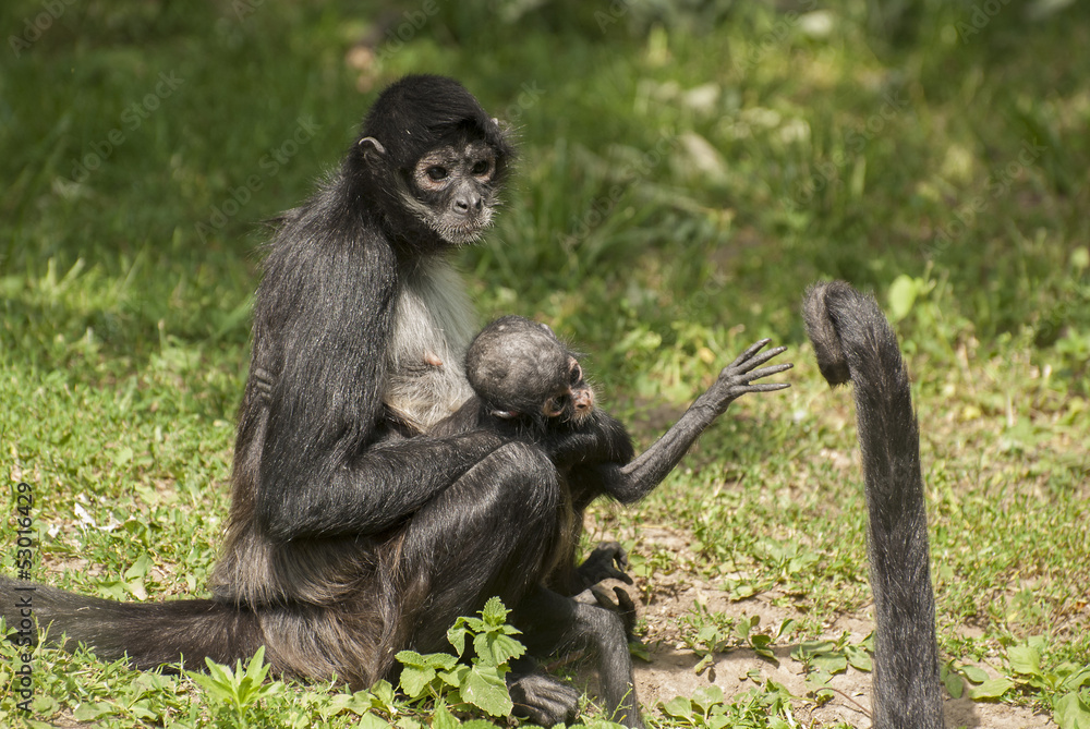 Naklejka premium Black -handed spider monkey
