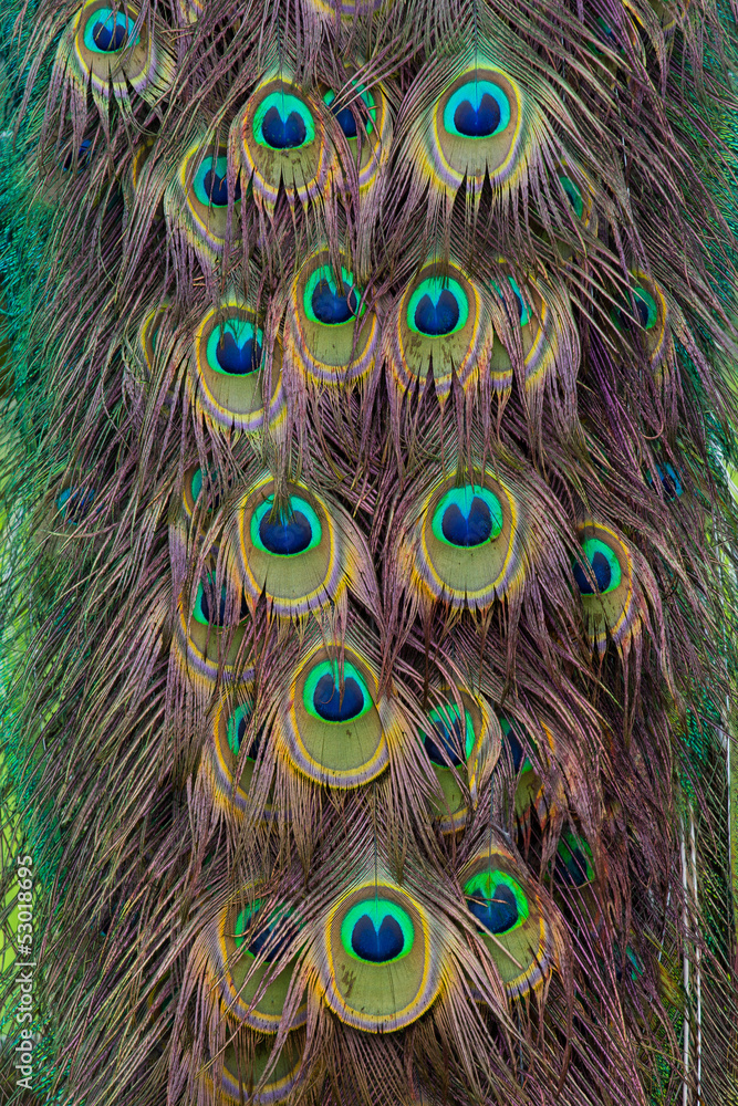 Fototapeta premium Pfauenaugen