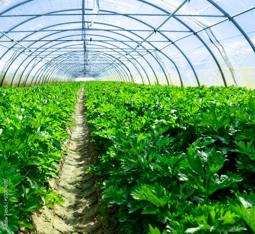 Photography Celery greenhouse culture