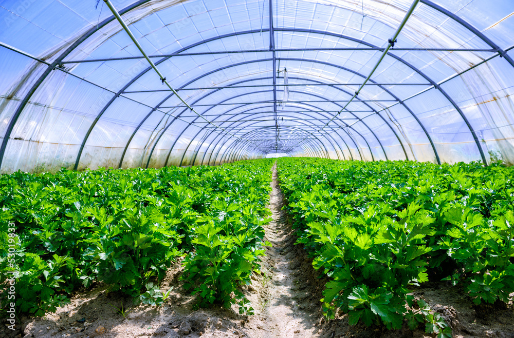 Celery greenhouse culture Celery greenhouse culture
