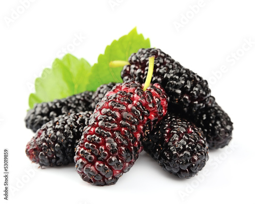 mulberry with leaves