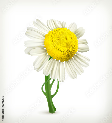 Fototapeta Naklejka Na Ścianę i Meble -  Chamomile icon