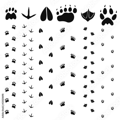 Paw Print