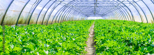 Fotografia, Obraz inside view of an greenhouse where grows celery