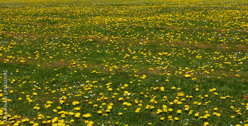 Obraz premium Prairie aux pissenlits.