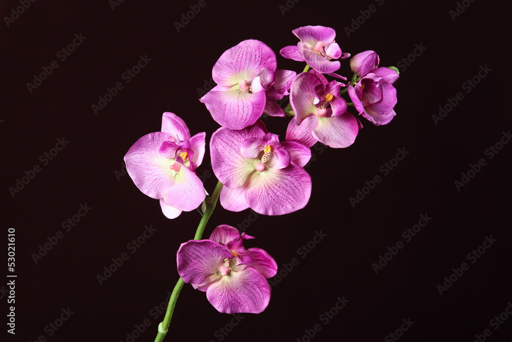 Artificial orchid on a black background