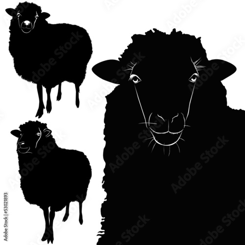 animal sheep lamb vector isolated on white background