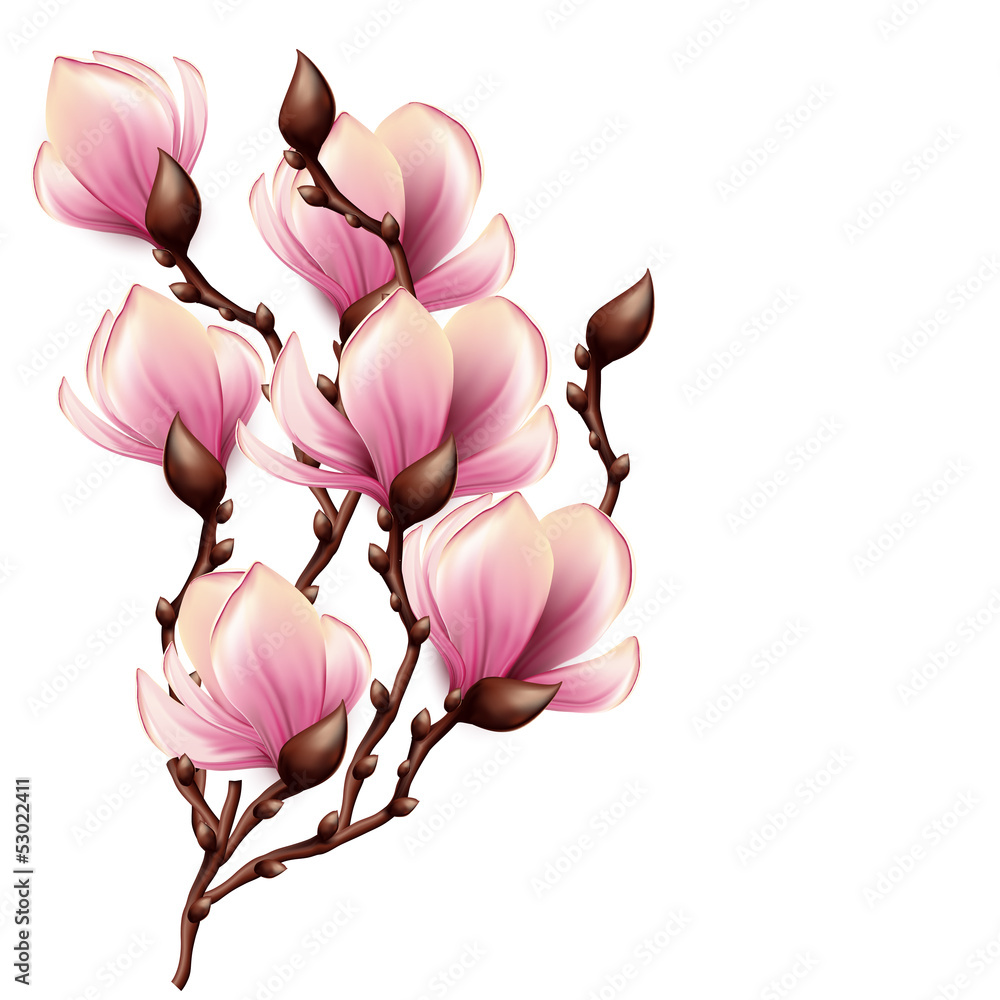 Naklejka premium Magnolia branch isolated