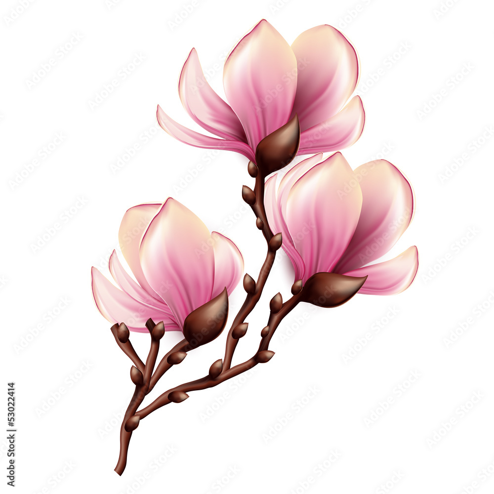 Naklejka premium Magnolia branch isolated
