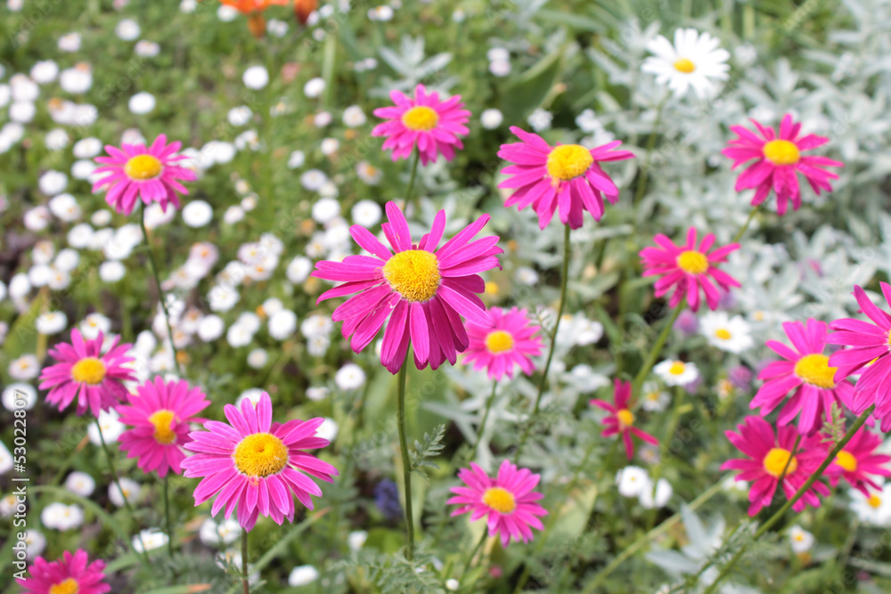Pink pyrethrum (Pyrethrum coccineum) Pink pyrethrum (Pyrethrum coccineum)