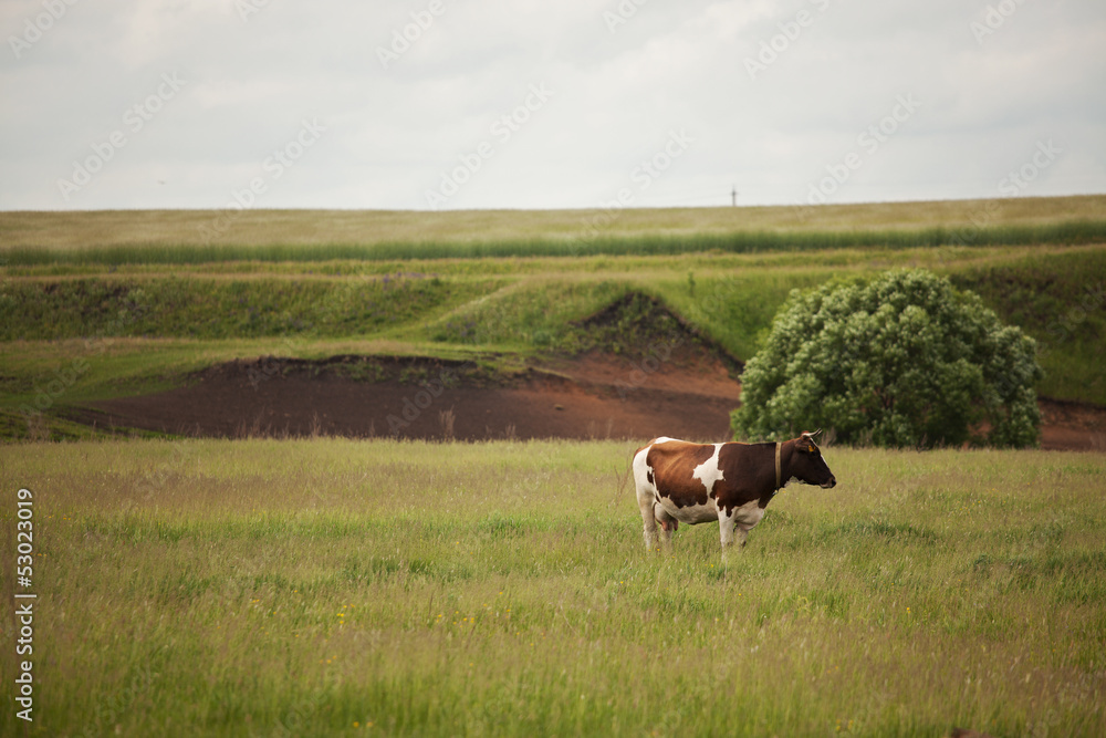 Cow stands on a meadow and looking somewhere