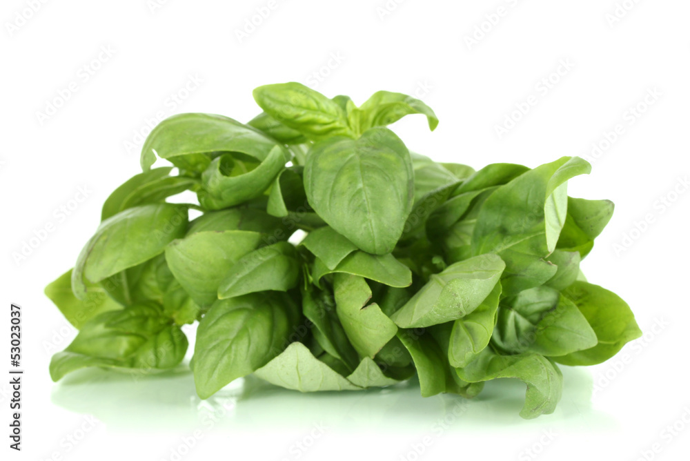 Green fresh basil isolated on white Green fresh basil isolated on white