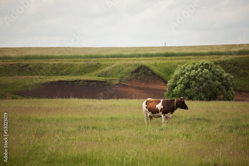Cow stands on a meadow and looking somewhere