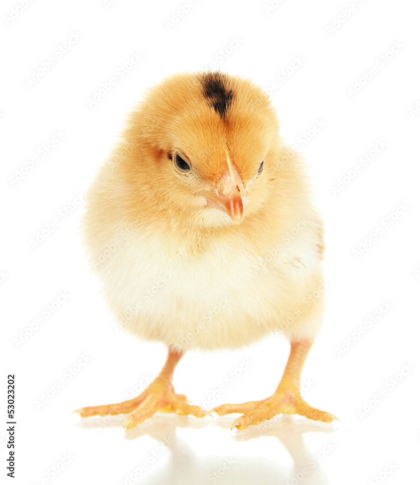 Obraz premium Little chicken isolated on white