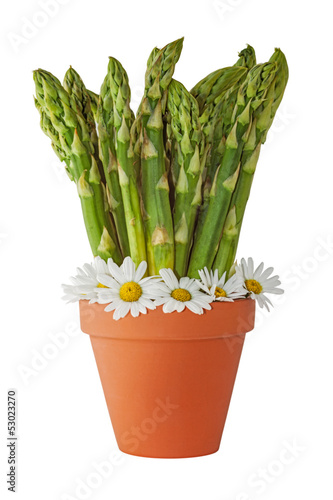 Asparagus Bundle in a Plant Pot