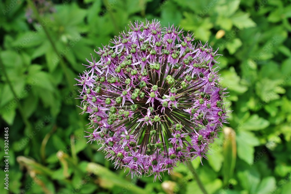 Zierlauch Allium Zierlauch Allium